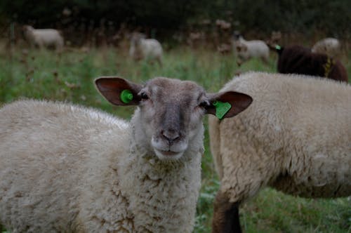 White Sheep on Green Grass
