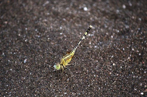 Free stock photo of beach sand, close-up, dragonfly