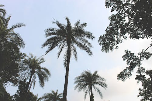 Безкоштовне стокове фото на тему «кокосові пальми, низькокутовий постріл, пальми»