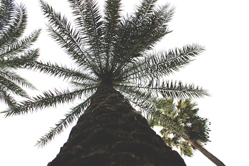 Free stock photo of bottom, from below, palm leaves