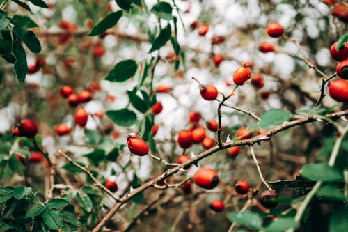 Free A detailed view of vibrant rose hips growing on branches with green leaves outdoors. Stock Photo