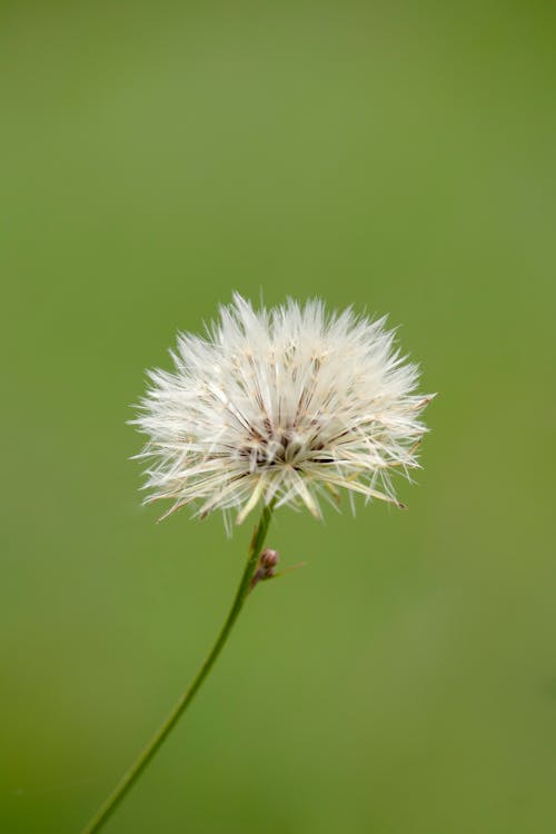Free Close-Up Shot of White Dandelion in Bloom Stock Photo
