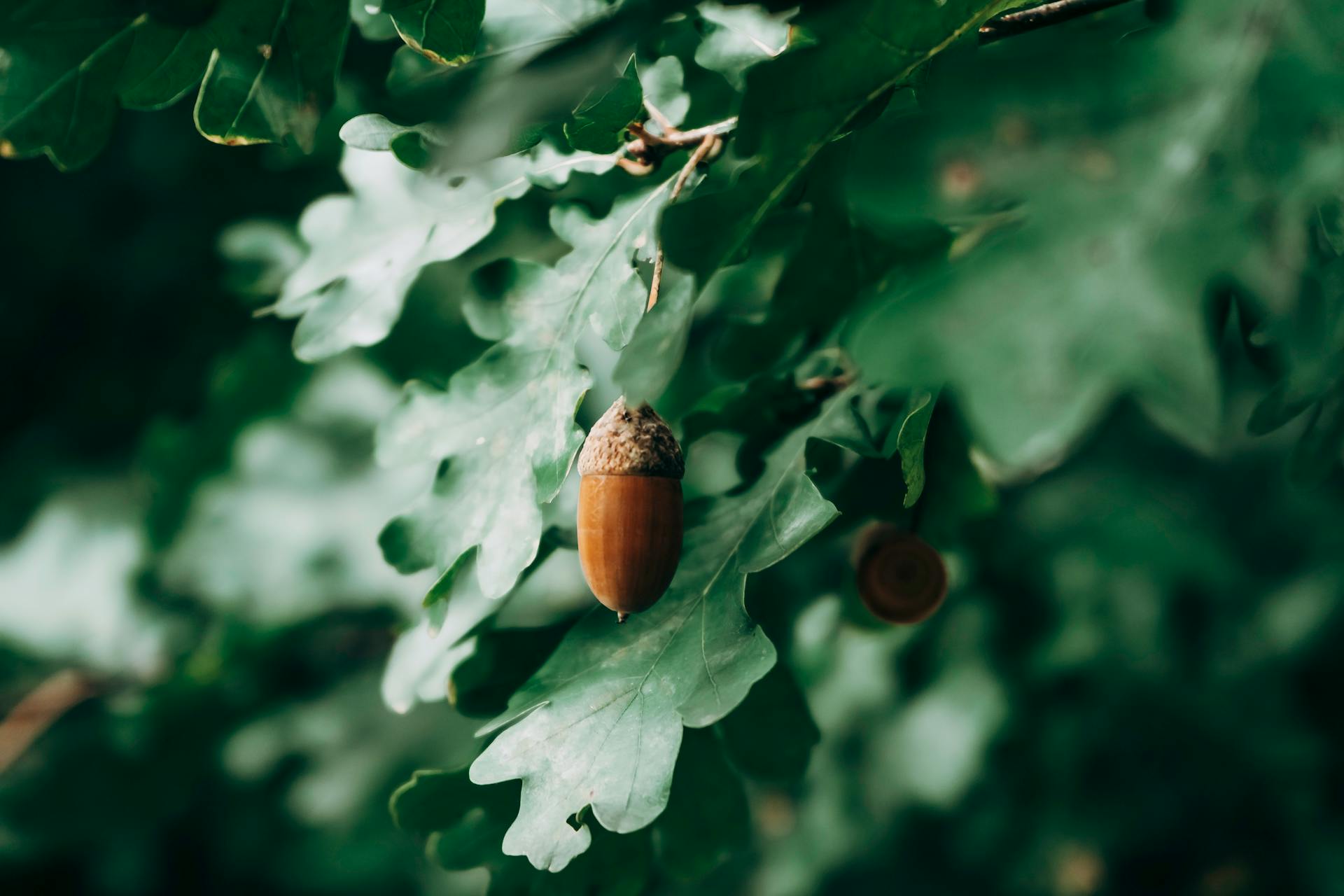 Acorns on Green Leaves