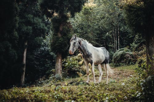 Gray horse standing in lush green forest