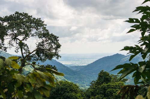 Immagine gratuita di alberi, cielo, collina