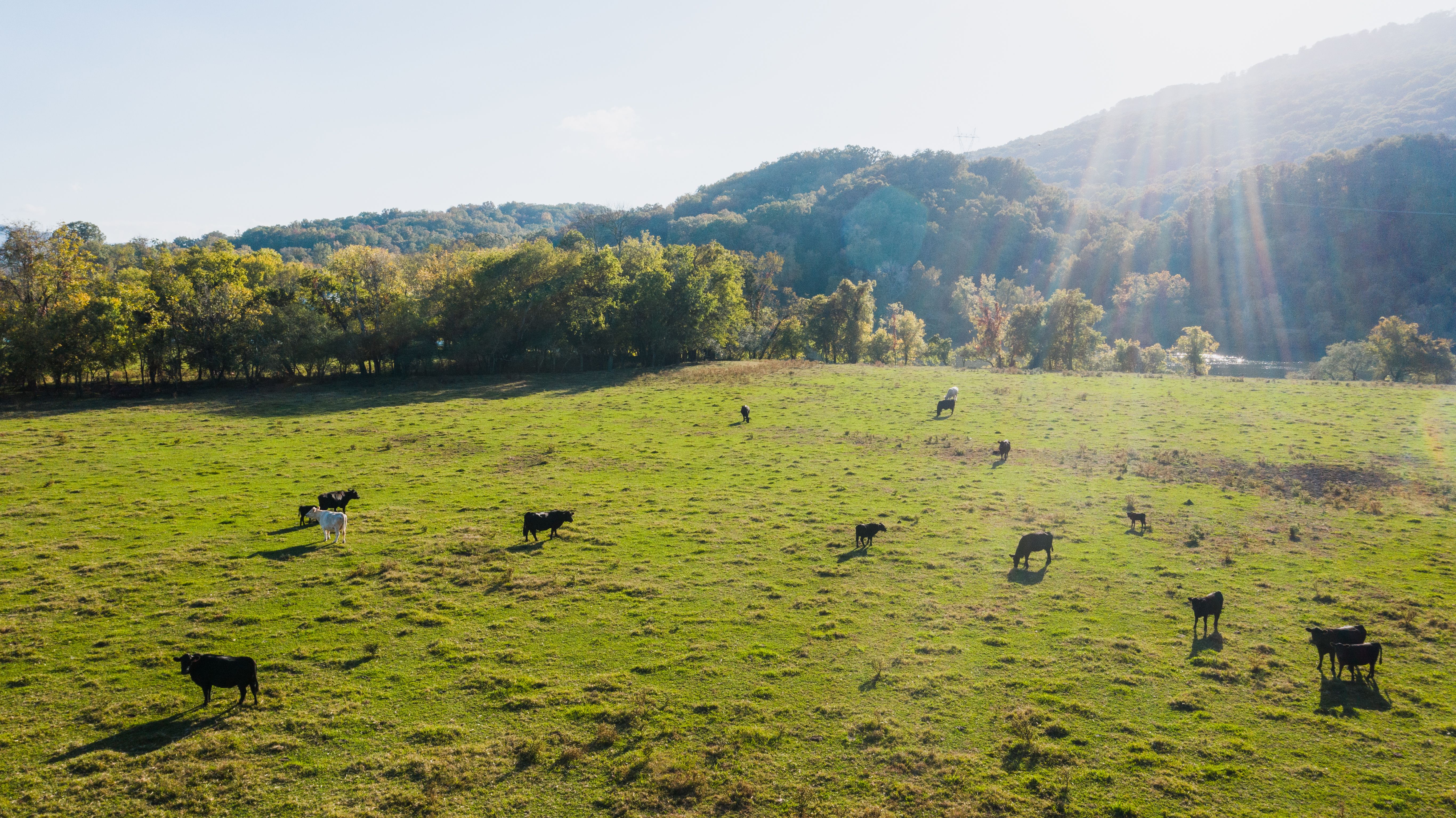 Cows grazing on lush verdant pasture in farmland · Free Stock Photo