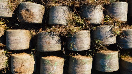 Many dry haystacks placed in rows in rural countryside on sunny autumn day