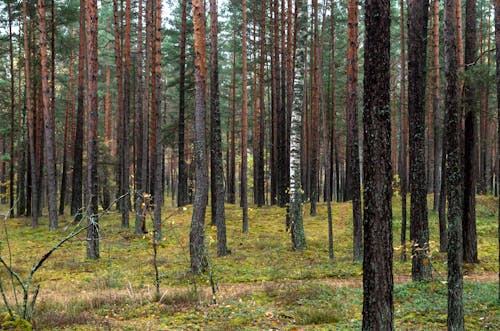 Gratis stockfoto met Bos, bosgebied, buiten