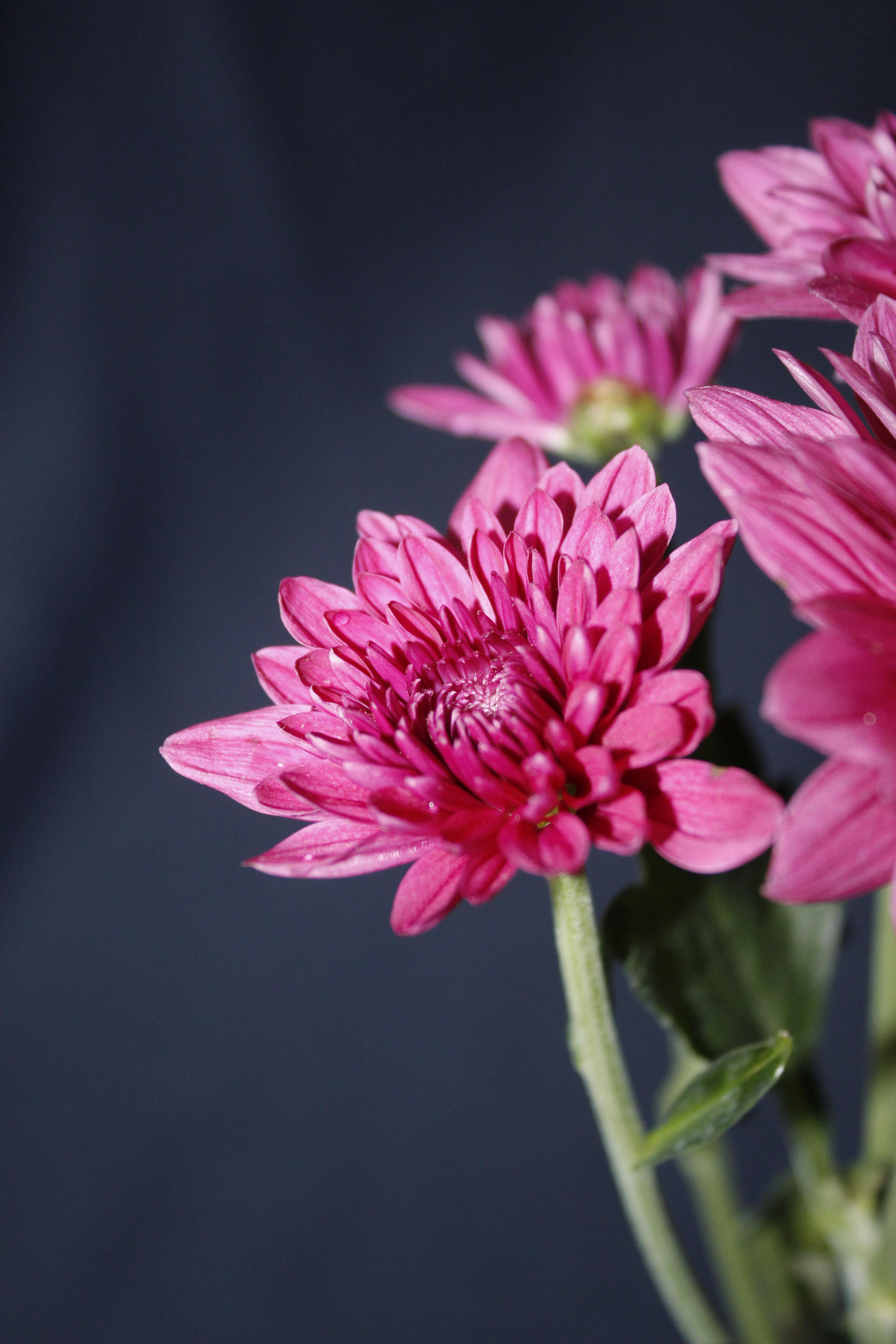 [ColoSach]-close-up-of-bright-pink-chrysanthemums-against-a-dark-background,-showcasing-floral-beauty.