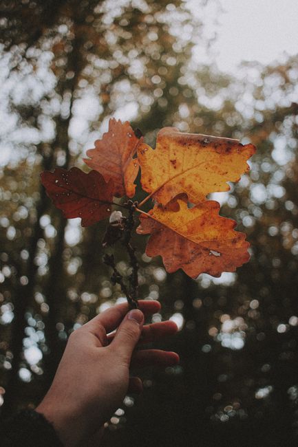 Faceless person holding dry golden leaf of oak tree against blurred background of forest