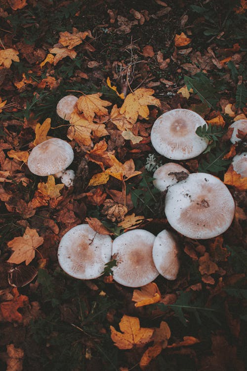 Immagine gratuita di ambiente, autunno, bagnato