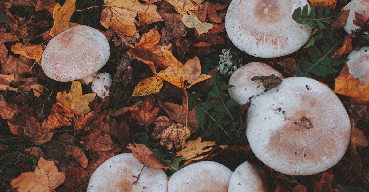 Do portabella mushroom grow in the wild