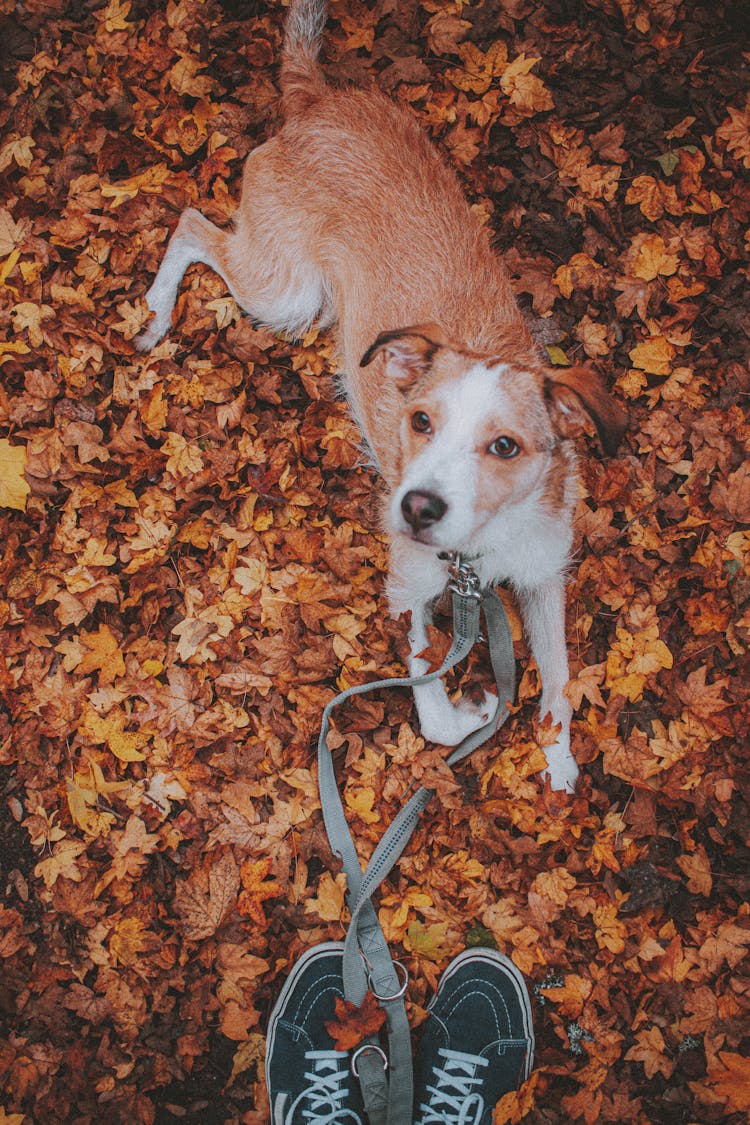 Cute Hound Dog With Owner In Autumn Woods