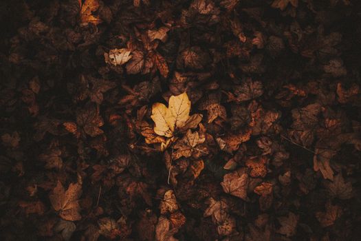From above of ground covered with dried colorful foliage in season of fall