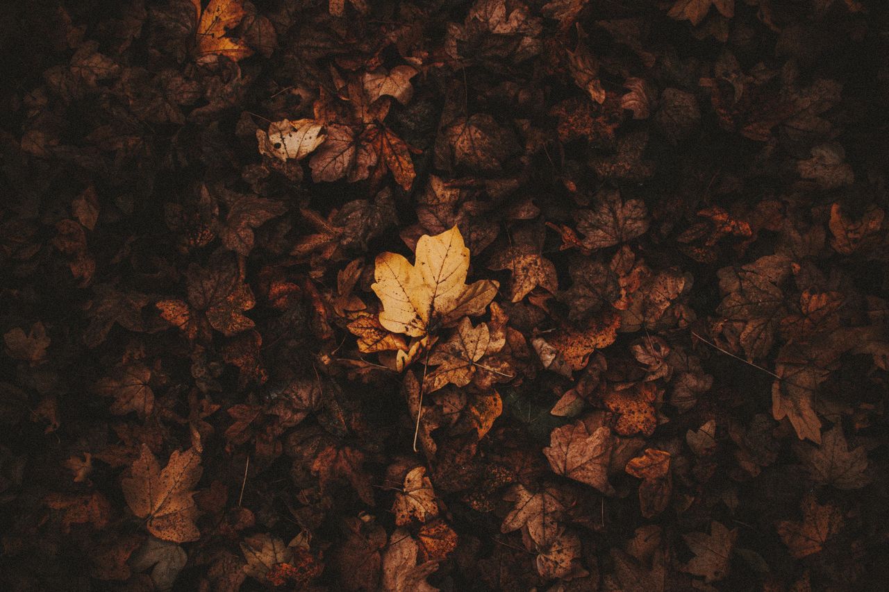 from above of ground covered with dried colorful foliage in season of