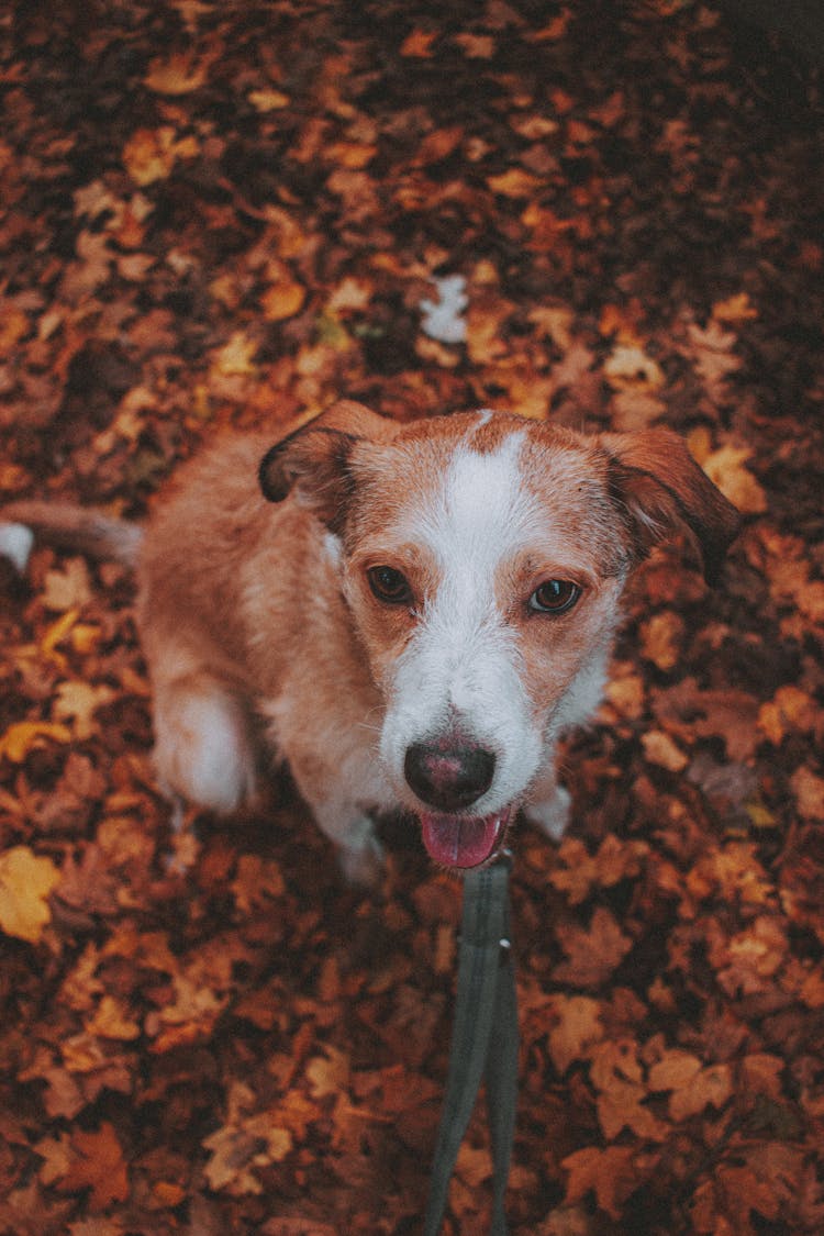 Adorable Purebred Dog On Leash