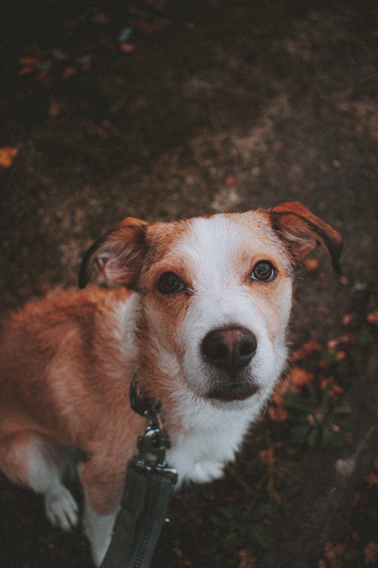 Adorable Purebred Hound Dog In Nature