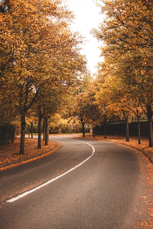 Free Empty paved road in autumn forest Stock Photo