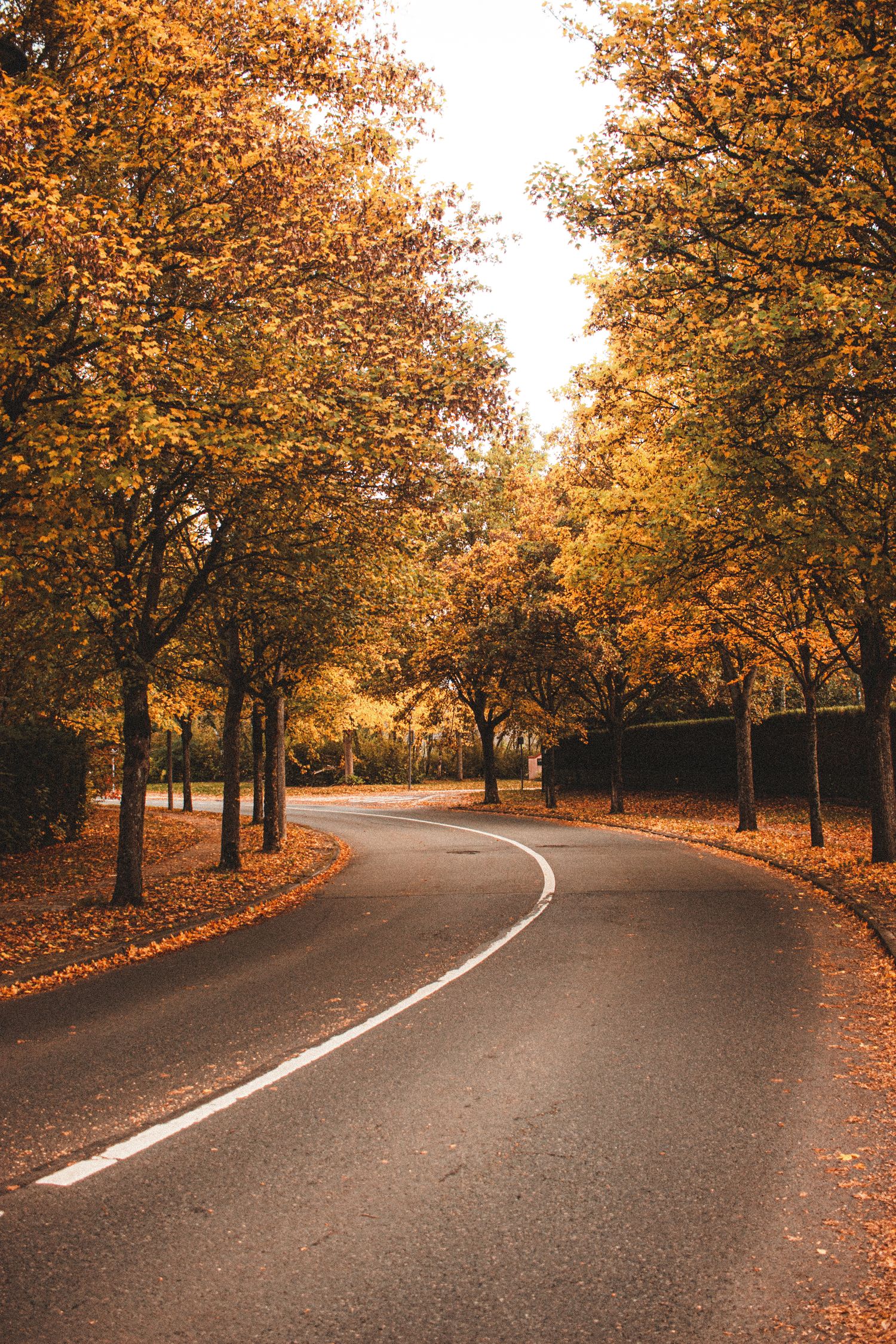 Empty Paved Road In Autumn Forest Free Stock Photo empty-paved-road-in-autumn-forest-free-stock-photo