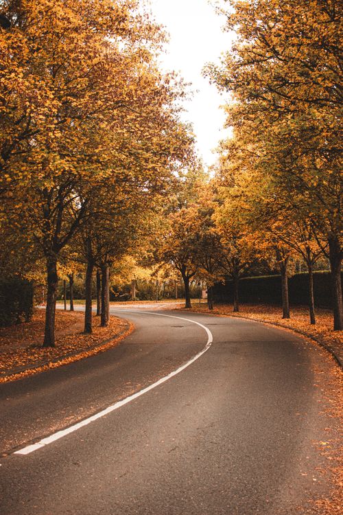 Free Asphalt empty roadway with white marking among colorful autumnal trees in remote countryside Stock Photo