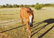 Photo of Horse on Grassfield