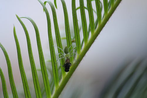 거미, 그린 스파이더, 녹색의 무료 스톡 사진