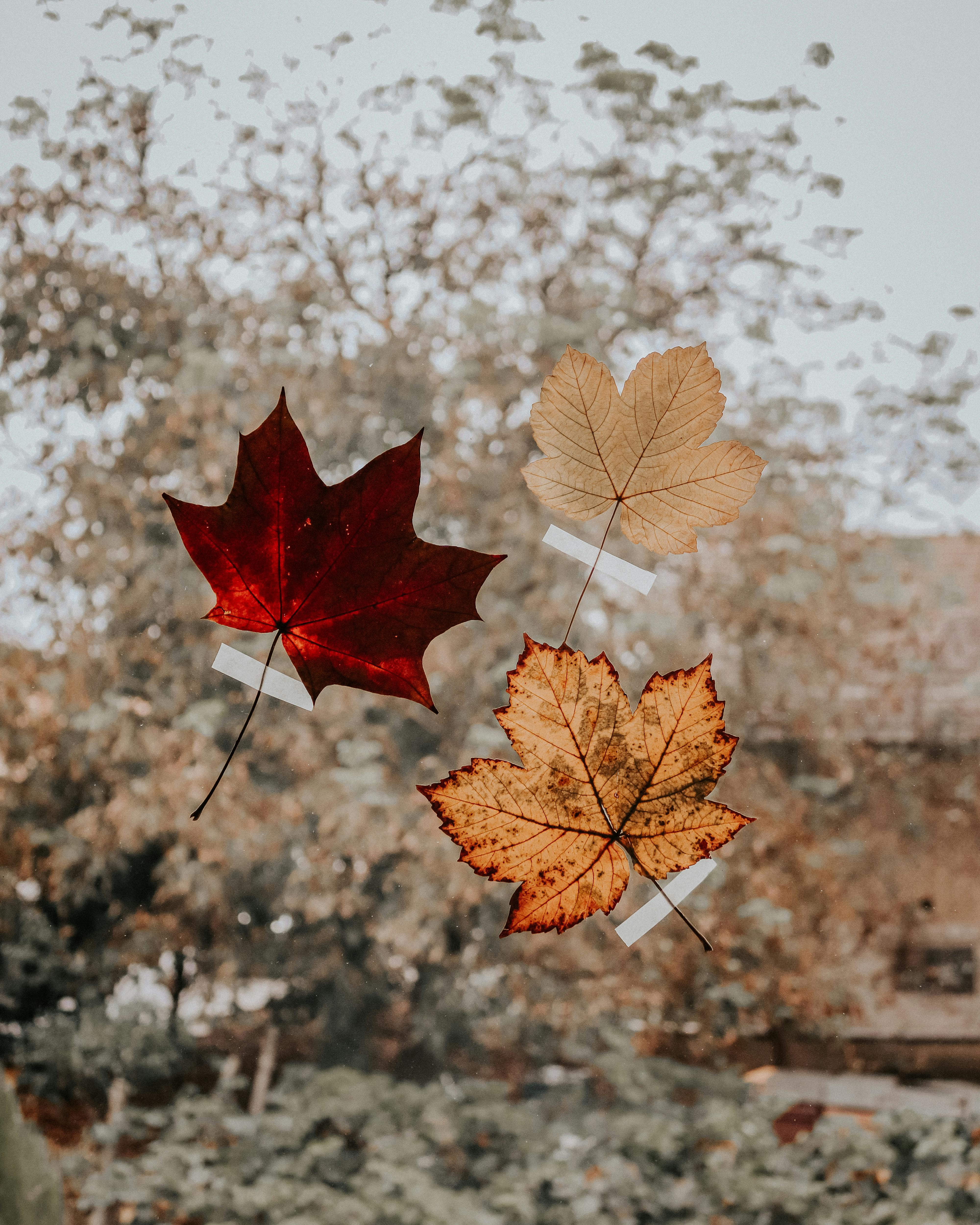 maple leaves taped on the glass