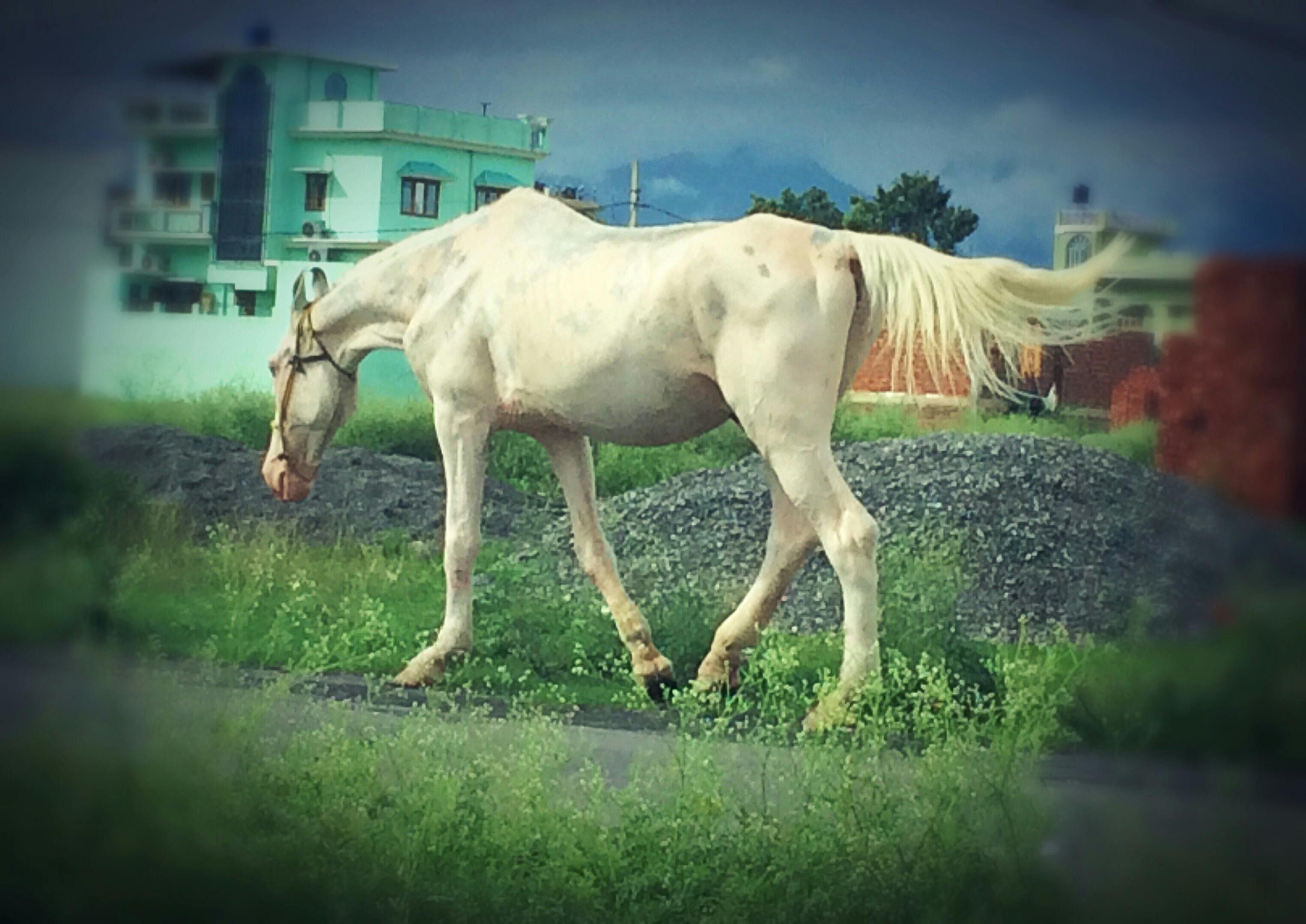 動物 白馬 馬の無料の写真素材