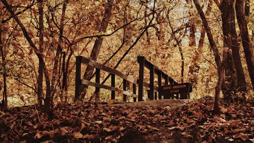 Gratis lagerfoto af bro, efterår, falde Lagerfoto