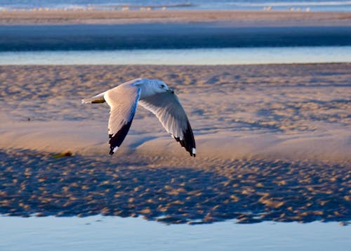 Close-Up Shot of a Seagull flying