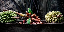 一只明亮的绿色鹦鹉栖息在成捆的香蕉和热带水果上，展现了农业环境中的野生动物