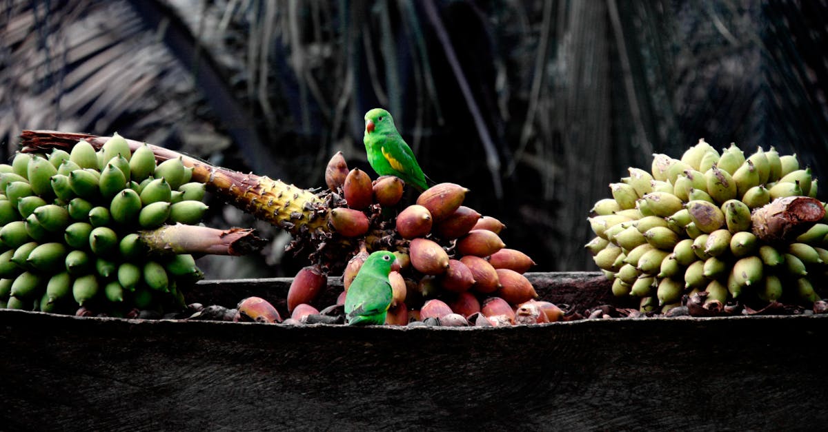Free stock photo of agriculture, bananas, birds