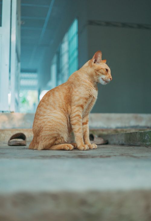 Free Side view of a ginger cat sitting on a concrete floor in an indoor setting. Stock Photo