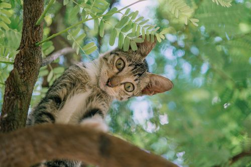 Free Adorable tabby cat curiously peering from a tree branch surrounded by lush green leaves. Stock Photo