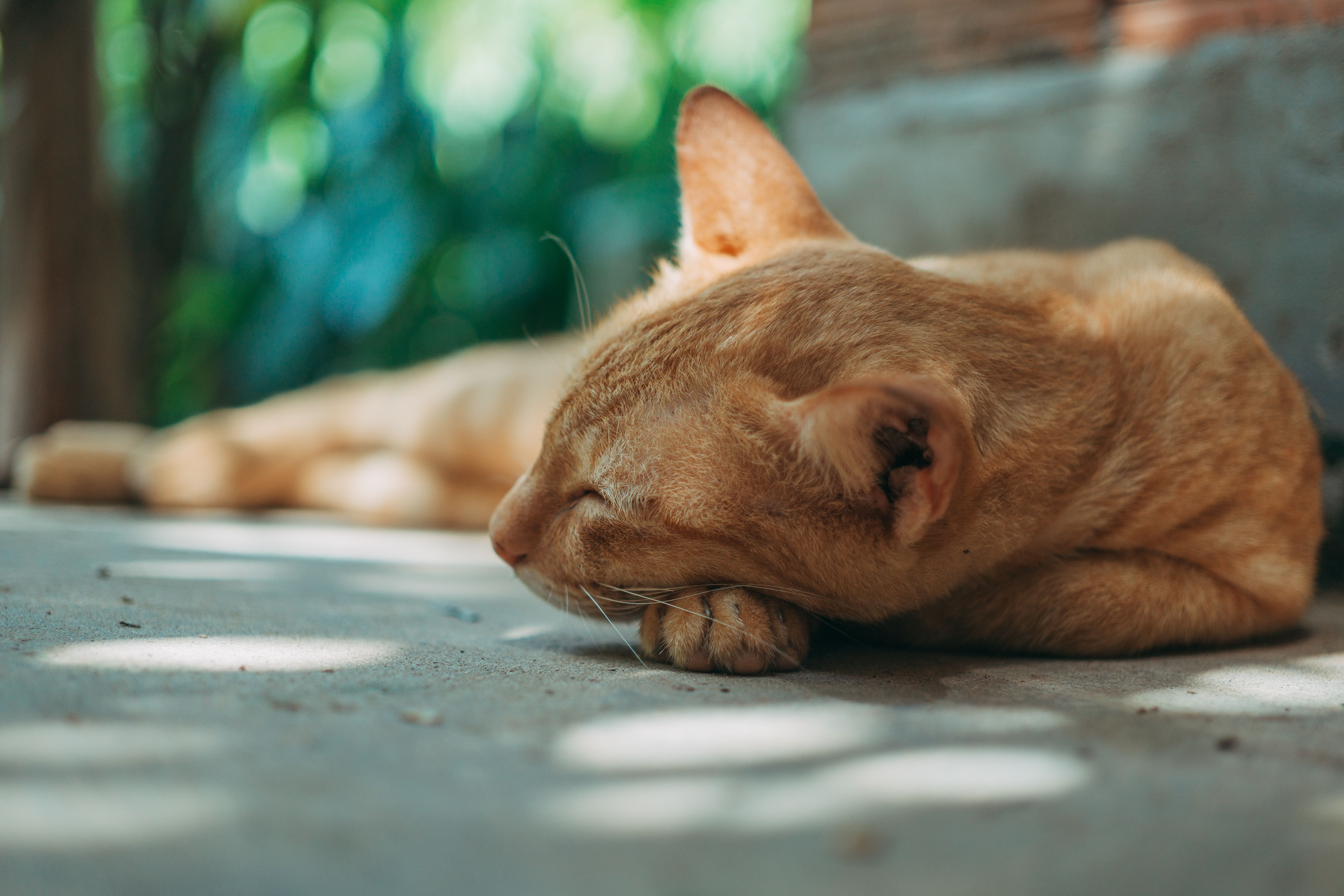 一只安静的姜黄色猫躺在花园阴凉的混凝土地板上，享受着宁静的午睡