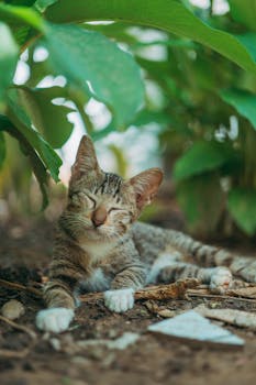 一只安静的棕色虎斑猫躺在绿荫下的地上，享受着平静的一天