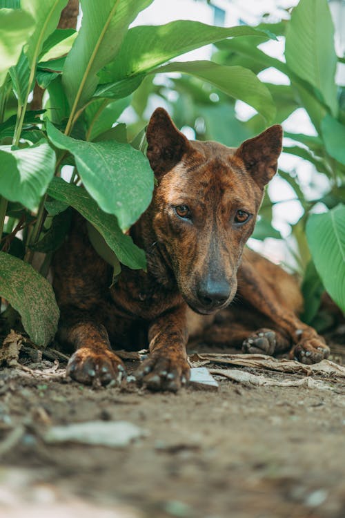 Immagine gratuita di animale, animale domestico, cane