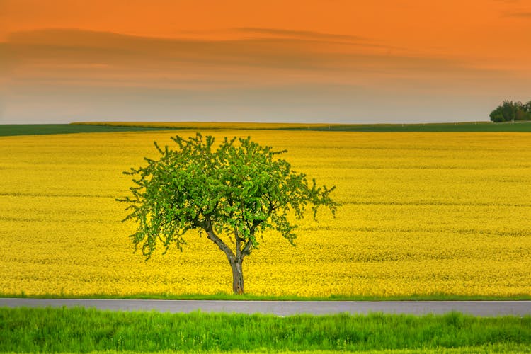 Rapeseed Field At Sunset