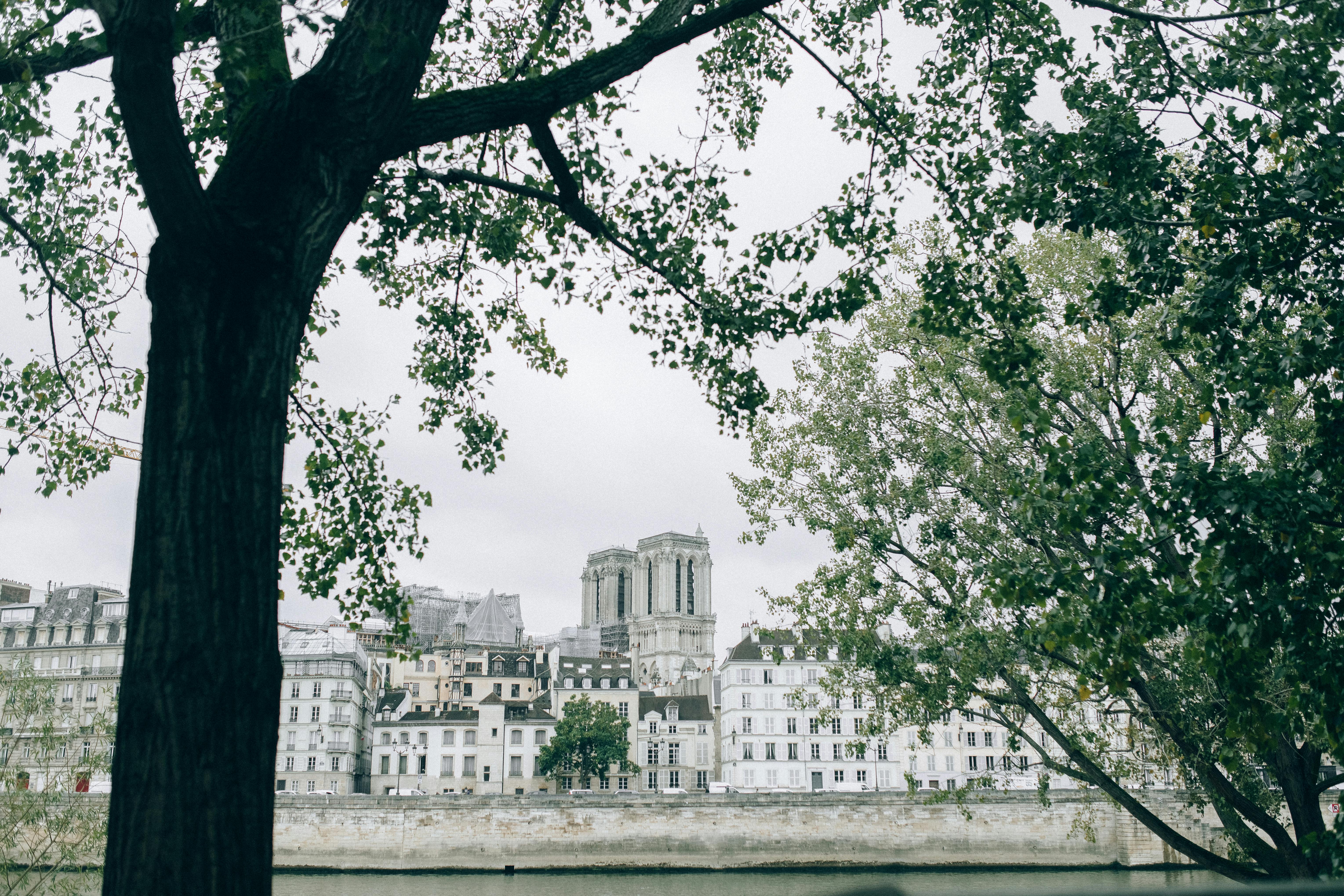 view of a european city under a tree