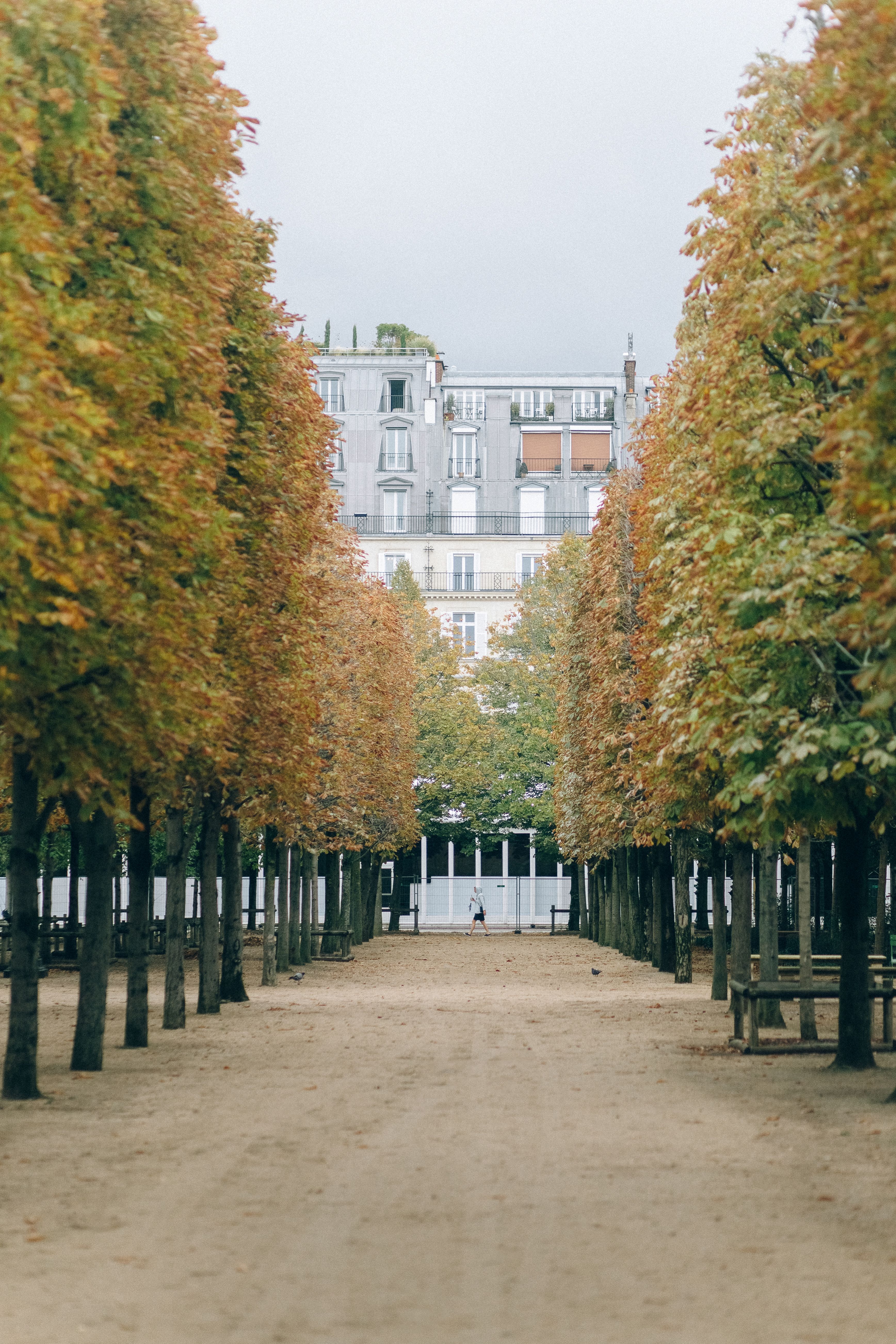 Pathway Between Trees · Free Stock Photo