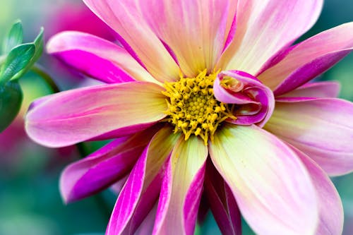 Foto profissional grátis de dahlia pinnata, dália, fechar-se