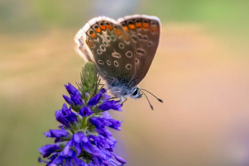 Brown Butterfly Perched on Purple Flowers