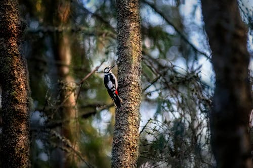 Woodpecker on a Tree Trunk