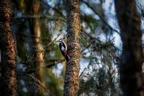 Free Close-up of a great spotted woodpecker perched on a tree in the forest. Stock Photo