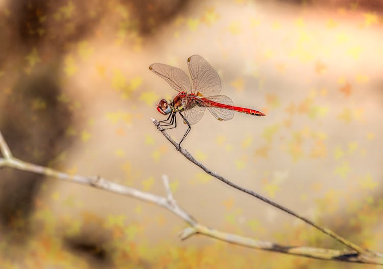 Red Veined Darter Insect On A Branch