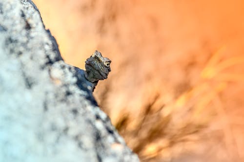 An Iguana on a Rock