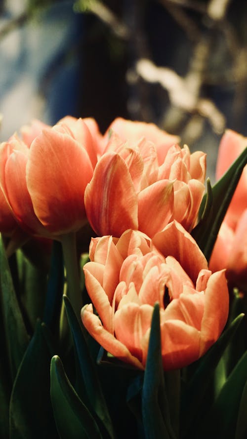 Close-up of Tulips in a Garden