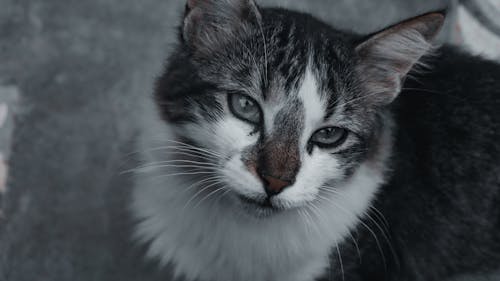 무료 검은색, 고양이, 고양이 눈의 무료 스톡 사진