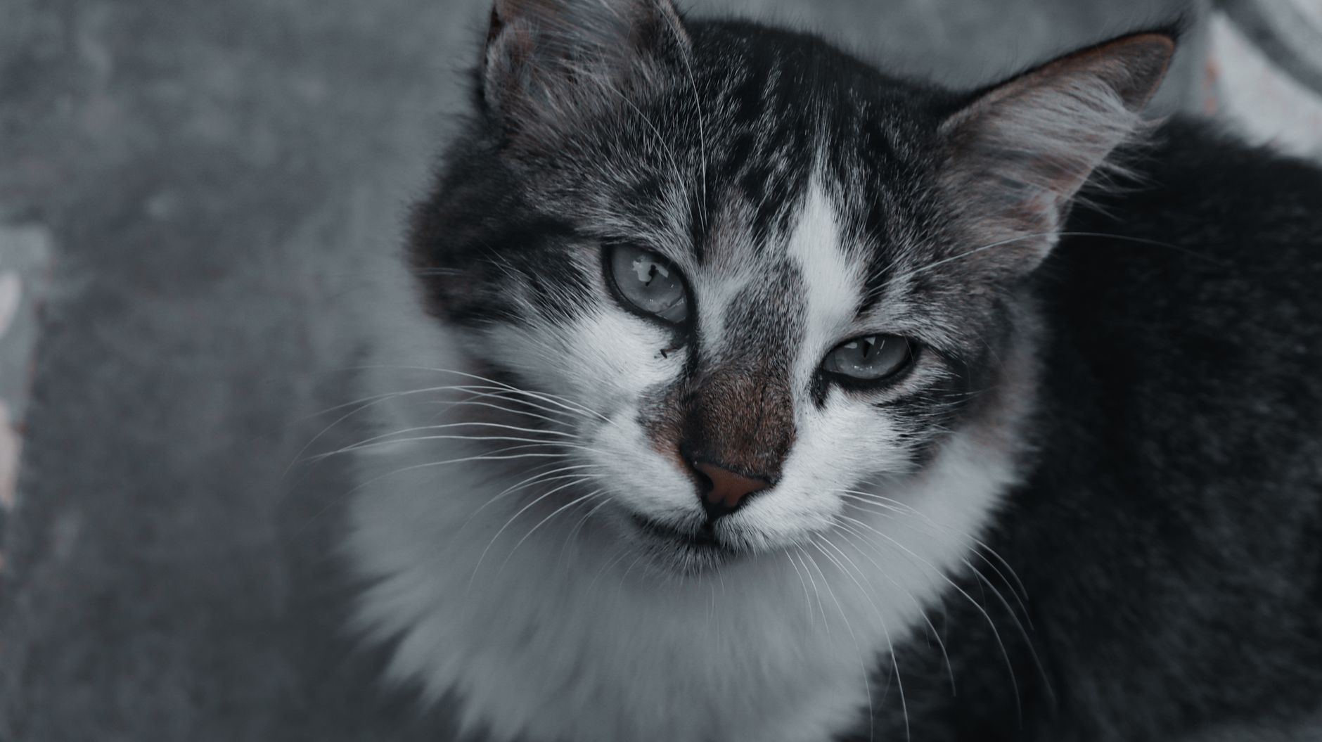 Veterinarian examining a cat during a checkup