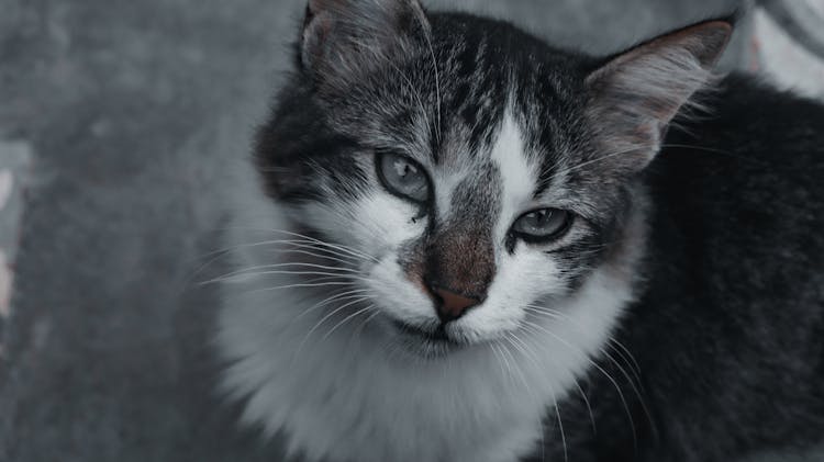 Black And White Tabby Cat